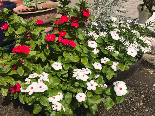 C0BC1E4C-F208-4308-953E-EC709495E0C1